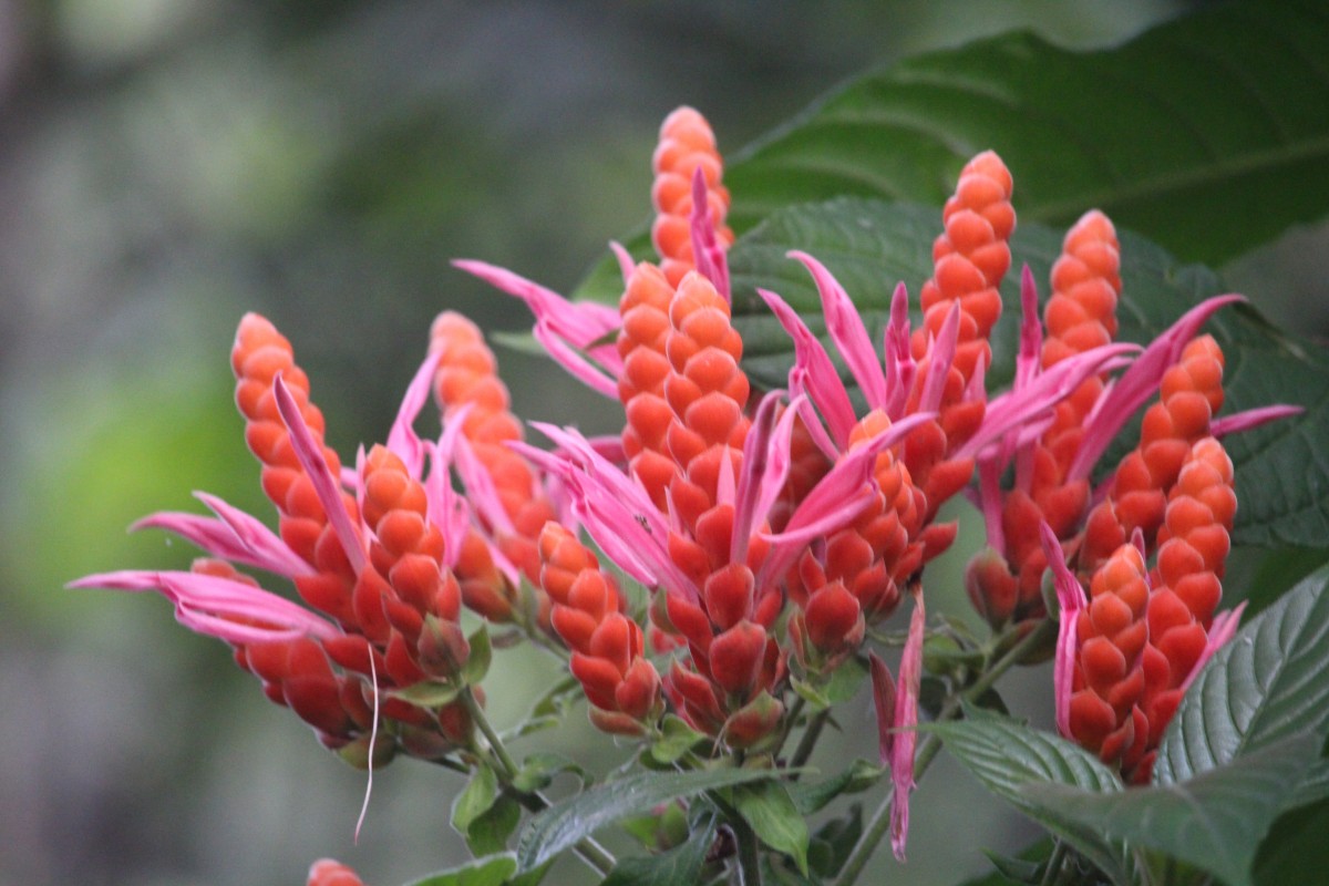 Aphelandra sinclairiana Nees